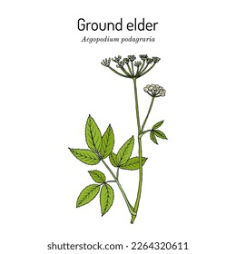 Ground elder (Aegopodium podagraria), edible and medicinal plant. Hand drawn botanical vector illustration