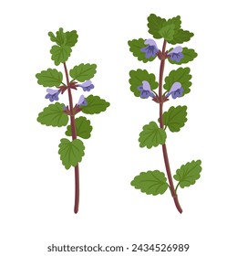 ground ivy, field flower, vector drawing wild plants at white background, Glechoma hederacea ,floral element, hand drawn botanical illustration