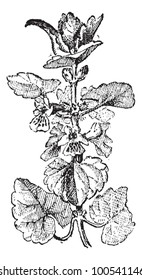 Ground Ivy or Glechoma hederacea, vintage engraved illustration. Dictionary of Words and Things - Larive and Fleury - 1895