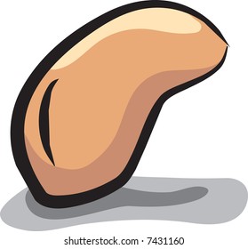 Ground nut isolated on white background.