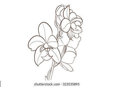 ground orchid flower drawing vector