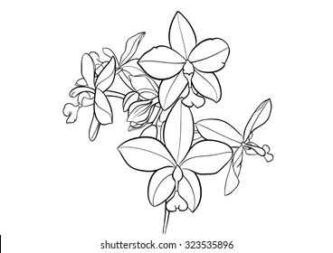 ground orchid flower drawing vector