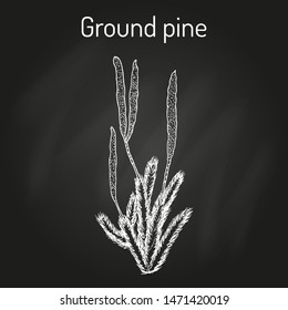 Ground pine (Lycopodium clavatum), or common club moss, medicinal plant. Hand drawn botanical vector illustration
