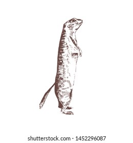 Ground squirrel hand drawn with contour lines on white background. Monochrome sketch drawing of wild rodent animal, cute herbivorous mammal. Elegant vector illustration in vintage engraving style.