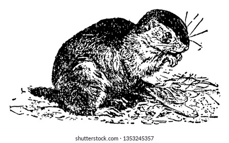 Eichhörnchen sind die Mitglieder der Sciuridae, die am engsten mit der Gattung Marmota Vintage Linie Zeichnung oder Gravur verwandt sind.