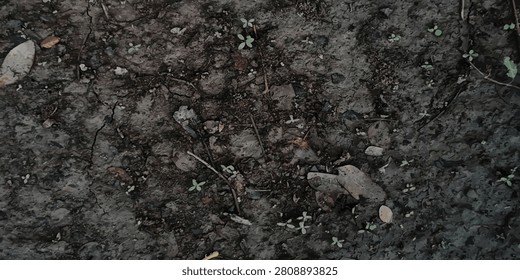 Ground surface texture with dry soil and scattered natural organic debris background material groundwork backdrop composition structure environment landscape scattered distressed artistic