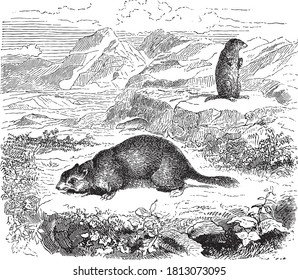 Groundhog animal, From the Dictionary of Word and Things, 1888.