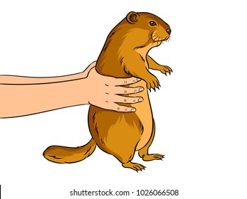 Groundhog animal in hands pop art retro vector illustration. Marmot predictor. Isolated image on white background. Comic book style imitation.