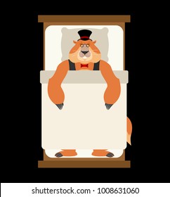 Groundhog day. Groundhog in Hat sleeping on bed. Woodchuck asleep. Marmot dormant. Vector illustration