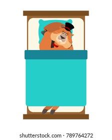 Groundhog day. Groundhog in Hat sleeping on bed. Woodchuck asleep. Marmot dormant. Vector illustration