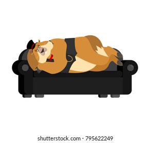 Groundhog day. Groundhog in Hat sleeping on couch. Woodchuck asleep on bed. Marmot dormant. Vector illustration