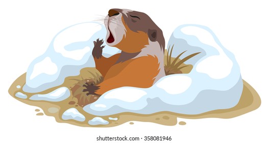 Groundhog Day. Marmot climbed out of hole and yawns. Illustration in vector format