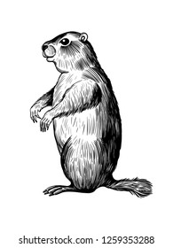 
Groundhog Day. Sketch standing groundhog.  Vector vintage illustration. Engraved style elements.
