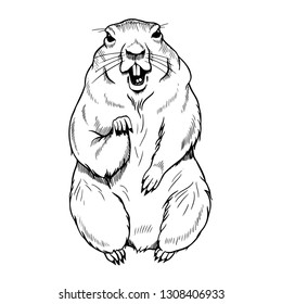 Groundhog Day. Sketch standing groundhog. Vector vintage illustration. Engraved style elements.