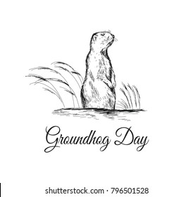  Groundhog Day sketched illustration with hand lettering. February 2 greeting holiday poster or card etc. Groundhog Day vector illustration