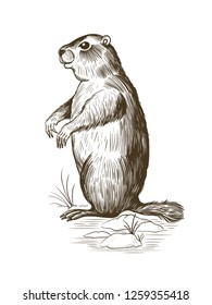 
Groundhog Day.Sketch Of A Groundhog , Snow And Young Grass .Vector Vintage Illustration. Engraved Style Elements . 