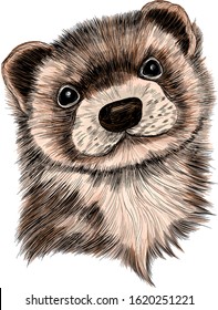 Groundhog head portrait of a cute vector