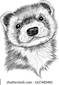 Groundhog head portrait of a cute vector black and white