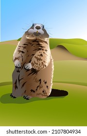 groundhog looks woke up spring groundhog came out of a hole on a hill groundhog day