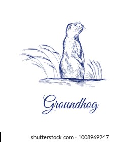 Groundhog. marmot sketch vector illustration. marmot hand drawing