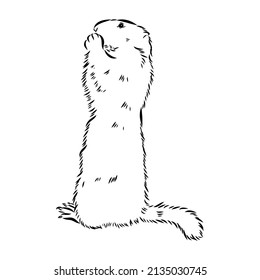Groundhog sketch vector graphics black and white monochrome figure head