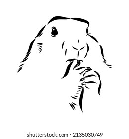 Groundhog sketch vector graphics black and white monochrome figure head