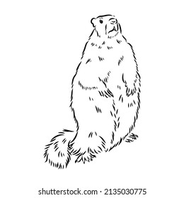Groundhog-Skizze, Vektorgrafik, schwarz-weißer einfarbiger Kopf