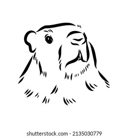 Groundhog sketch vector graphics black and white monochrome figure head