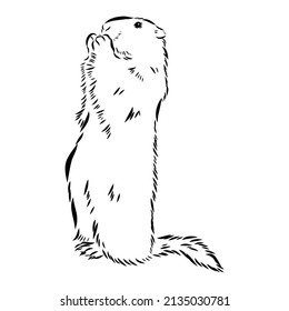 Groundhog sketch vector graphics black and white monochrome figure head