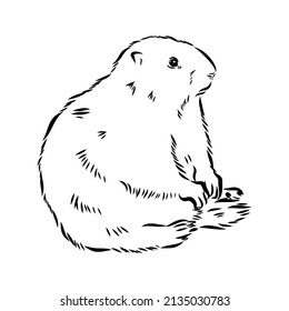 Groundhog sketch vector graphics black and white monochrome figure head