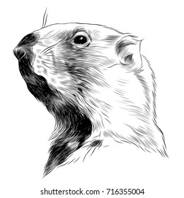 Groundhog sketch vector graphics black and white monochrome figure head