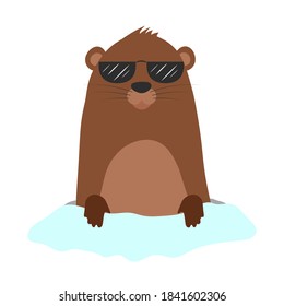Groundhog in sunglasses coming out of its burrow. Vector cartoon illustration. Groundhog character. Isolated object on white. Groundhog day.
