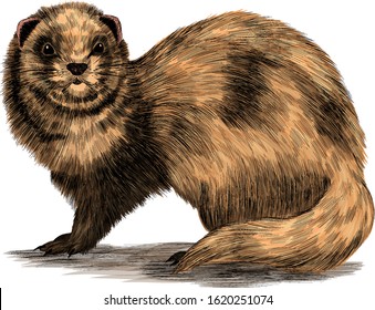 Groundhog vector brown animal body