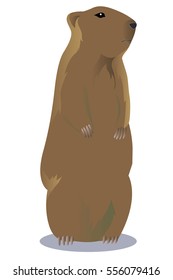 Groundhog vector isolated