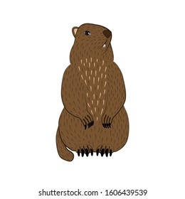 Groundhog.Cute charming Groundhog. Isolated on a white background.