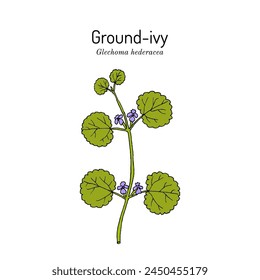 Ground-ivy (Glechoma hederacea), medicinal plant. Hand drawn botanical vector illustration