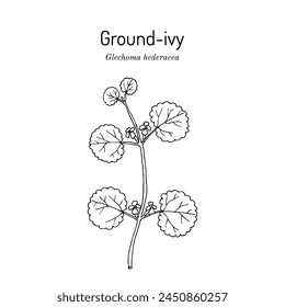 Ground-ivy (Glechoma hederacea), medicinal plant. Hand drawn botanical vector illustration