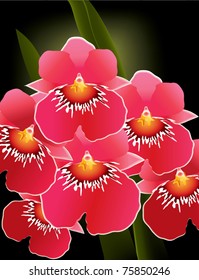 Group of 6 orchids on green and black background