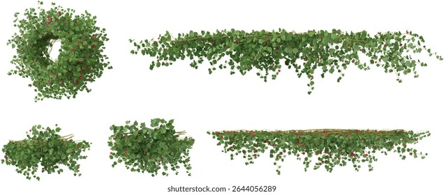 Group of Abutilon creeper plants isolated on transparent background from the top view