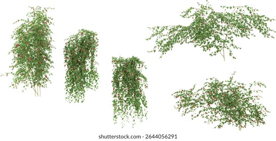 Group of Abutilon creeper plants isolated on transparent background