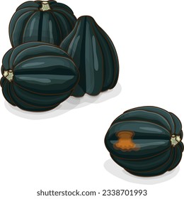 Group of Acorn squash or Honey bear squash. Tuffy squash. Winter squash. Cucurbita pepo. Fruits and vegetables. Clipart. Isolated vector illustration.