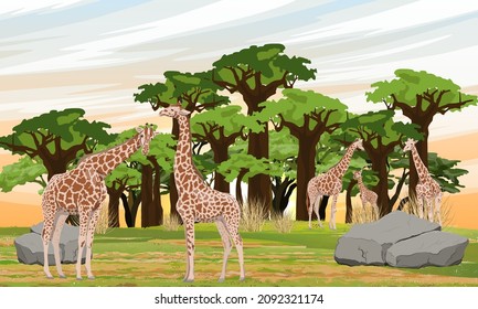 A group of adult giraffes and cubs in the African savannah near the baobab grove. Wildlife of Africa. Realistic vector landscape