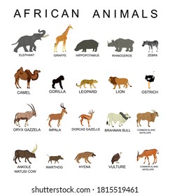 Group of African animals collection vector illustration isolated on white background. Big animals set poster. Elephant, giraffe, lion, hippo, hyena,rhino, zebra, camel, gorilla monkey, gazelle...