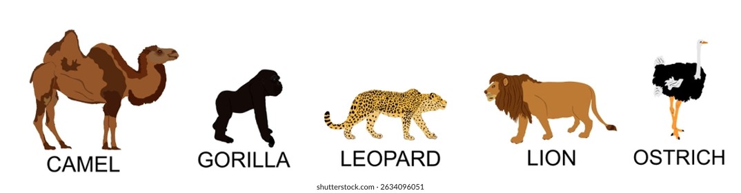 Grupo de animales africanos Ilustración vectorial de colección aislada. Póster de grandes animales. Camello, mono gorila, leopardo, león, ave avestruz. Lugar de riego en la sabana. Depredador y presa en la vida silvestre.