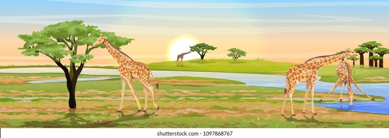 Group of African giraffes at the watering hole. African savannah. The river bank, acacia and baobabs. Realistic vector landscape. The nature of Africa. Reserves and national parks. 