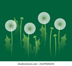 a group of airy round transparent dandelions with stems and leaves on a green background.