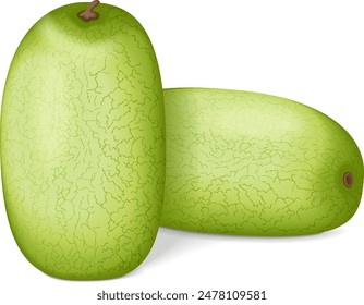 Group of Ali Baba Watermelon. Citrullus lanatus. Fruits and vegetables. Isolated vector illustration.