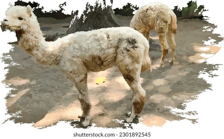 a group of the Alpacas (Lama pacos) with white and brown fur color