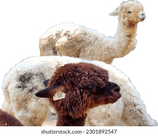 a group of the Alpacas (Lama pacos) with white and brown fur color