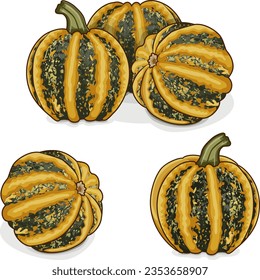 Group of American Tonda pumpkin or Americana Tonda squash. Winter squash. Cucurbita pepo. Fresh, organic, raw fruits and vegetables. Clipart. Isolated vector illustration.